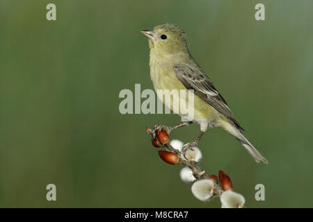 Erwachsene Frau Kern Co., CA März 2005 Stockfoto