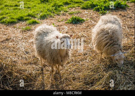 Skudden Schafe in der Nähe des Sees Wallsee, Oldenburg in Holstein, Ostsee, Schleswig-Holstein, Deutschland, Europa Stockfoto