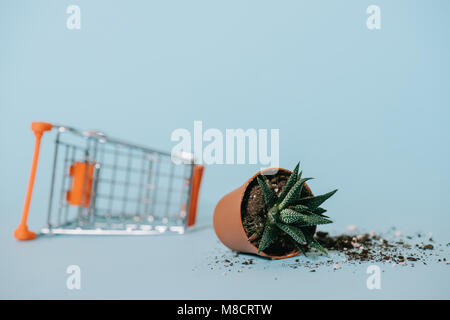 Nahaufnahme der Aloe in Topf mit Erde und leeren Einkaufswagen auf Grau Stockfoto