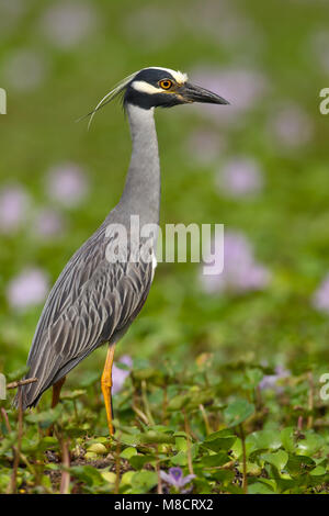 Nach Brazoria Co., TX April 2011 Stockfoto