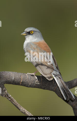 Nach Pima Co., AZ Mai 2014 Stockfoto