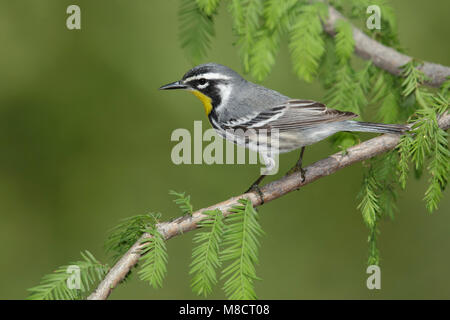 Nach Galveston, TX.de April 2014 Stockfoto