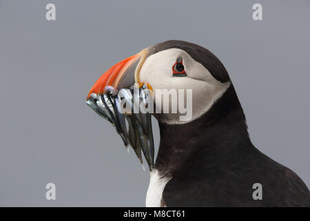 Papegaaiduiker close-up met vis im snavel; Papageitaucher eng mit Fisch in Rechnung Stockfoto