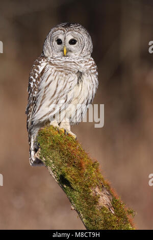 Gestreepte Uil zittend; verjähren in Owl gehockt Stockfoto