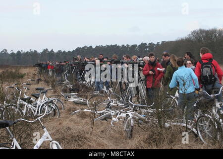 Vogelaars kijken naar Kuifkoekoek am Hoge Veluwe; Vogelbeobachter am Großen gefleckten Kuckuck an Hige Veluwe, Niederlande suchen Stockfoto