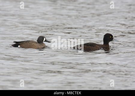 Mannetje Blauwvleugeltaling met Kuifeend; Männlich Blue-winged Teal mit Reiherente Stockfoto