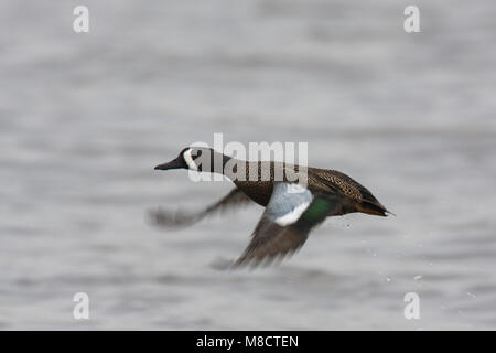 Mannetje Blauwvleugeltaling in de Vlucht; Männlich Blue-winged Teal im Flug Stockfoto