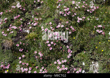 Rosa Cinquefoil wächst an Berghängen oberhalb des Grödnertales Die Dolomiten Südtirol Italien Stockfoto