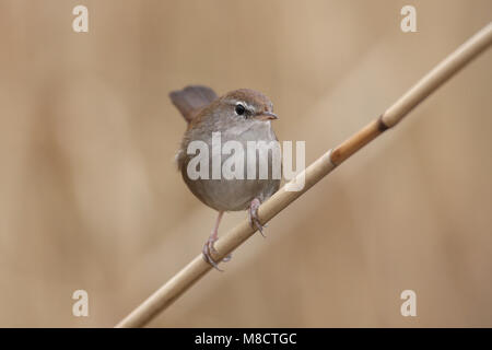 Takje zittend Cettis Zanger op; Cettis Warbler thront auf einem Zweig Stockfoto