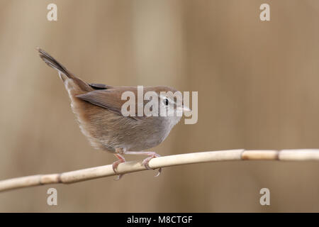 Takje zittend Cettis Zanger op; Cettis Warbler thront auf einem Zweig Stockfoto