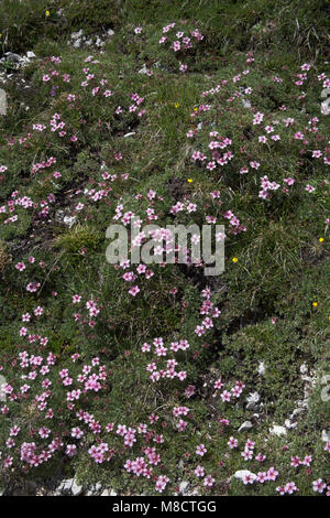 Rosa Cinquefoil wächst an Berghängen oberhalb des Grödnertales Die Dolomiten Südtirol Italien Stockfoto