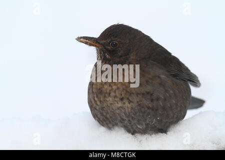 Vrouwtje Merel in de sneeuw; weibliche Europäische Amsel im Schnee Stockfoto