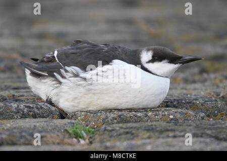 Gemeinsame Guillemot nach Winter Strände; Zeekoet winterkleed gestrand Volwassen Stockfoto