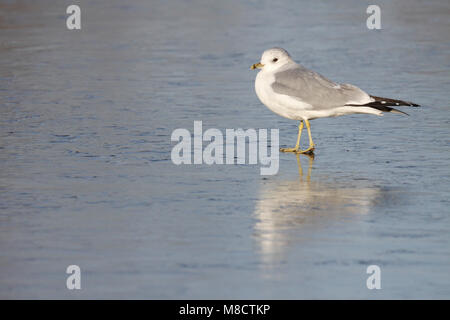 Stormmeeuw staand in Wasser; Mew Gull in Wasser gehockt Stockfoto