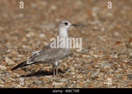 Stormmeeuw onvolwassen staand; Mew Gull juvenile gehockt Stockfoto