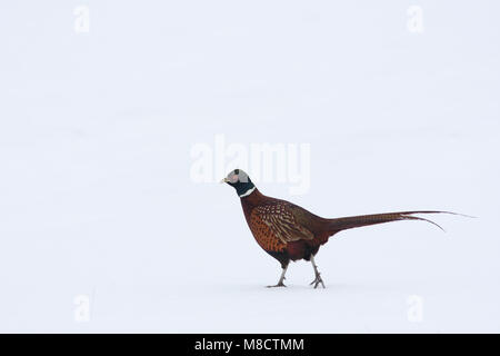 Fazant mannetje sneeuw lopend in gemeinsamen Fasan männlich Wandern im Schnee. Stockfoto