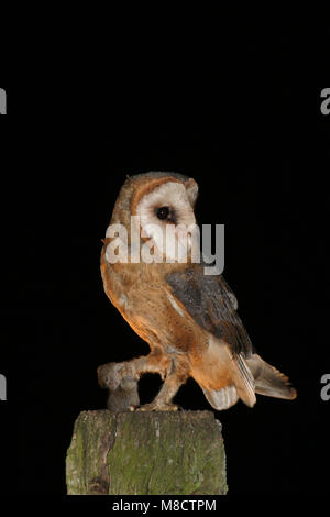 Barn Owl nach thront auf einer Stange mit Beute; Kerkuil zittend volwassen op een Paal met prooi Stockfoto