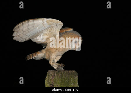 Barn Owl nach thront auf einer Stange mit Beute; Kerkuil zittend volwassen op een Paal met prooi Stockfoto