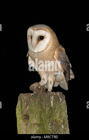 Barn Owl nach thront auf einer Stange mit Beute; Kerkuil zittend volwassen op een Paal met prooi Stockfoto