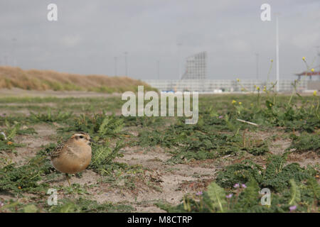 Eurasian Dotterel; Morinelplevier Stockfoto