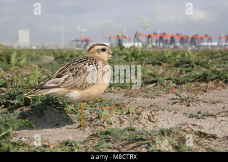 Eurasian Dotterel; Morinelplevier Stockfoto