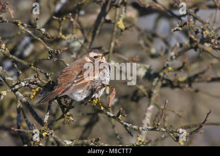 Bruine lijster in Struik, Dusky Thrush in Scheuern Stockfoto