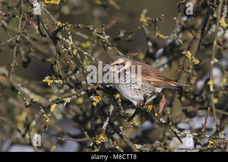 Bruine lijster, Dusky Thrush Stockfoto