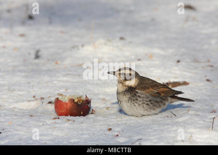 Bruine lijster, Dusky Thrush Stockfoto