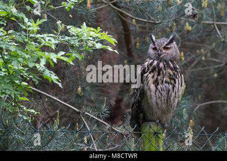 Oehoe zittend op een Paal; Eurasischen Eagle-Owl auf einer Stange gehockt Stockfoto