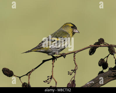 Eurasian Siskin männlichen thront, Sijsje mannetje zittend Stockfoto