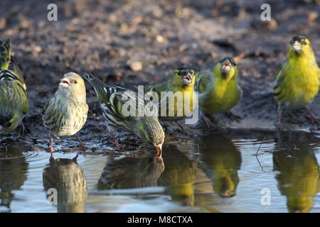 Sijs bij een drinkplaats; Eurasian Siskin an Trinkwasser Ort Stockfoto