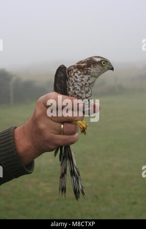 Sperwer onvolwassen, Eurasian Sparrowhawk unreifen Stockfoto