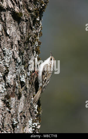 Boomkruiper tegen boomstam Short-toed Treeceeper gegen Baum Stockfoto