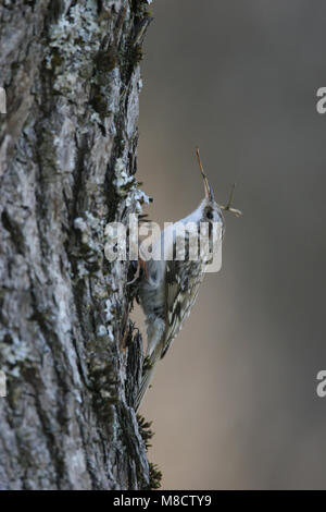 Boomkruiper tegen boomstam Short-toed Treeceeper gegen Baum Stockfoto