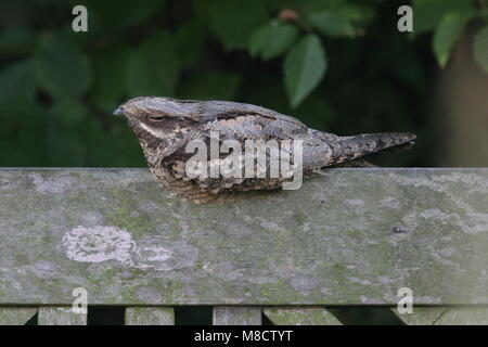 Europäische Nightjar auf Holzbalken, Nachtzwaluw op houten Balk Stockfoto