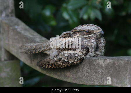 Europäische Nightjar auf Holzbalken, Nachtzwaluw op houten Balk Stockfoto