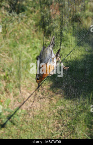 In Roodborst mistnet ; Europäische Robin in mistnet Stockfoto