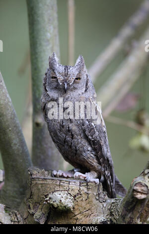 Dwergooruil zittend, Eurasischen Scops-Owl gehockt Stockfoto