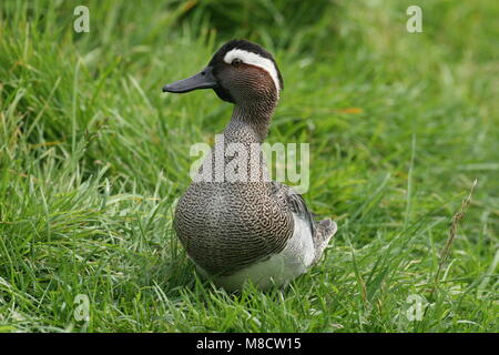 Krickente männlich stehend im Gras; Zomertaling Mann staand in het Gras Stockfoto