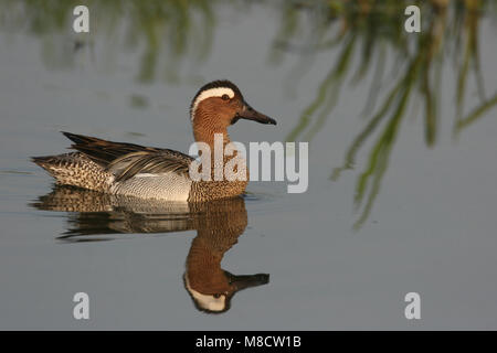 Krickente männlich; Zomertaling Mann Stockfoto