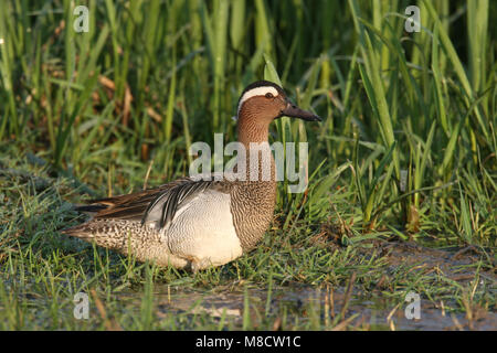 Krickente männlich stehend im Gras; Zomertaling Mann staand in het Gras Stockfoto