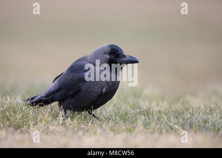 Huiskraai in het Gras, Haus Krähe im Gras Stockfoto