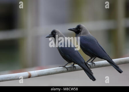 Twee Huiskraaien op een trapleuning, zwei Haus Krähen an einem Geländer Stockfoto