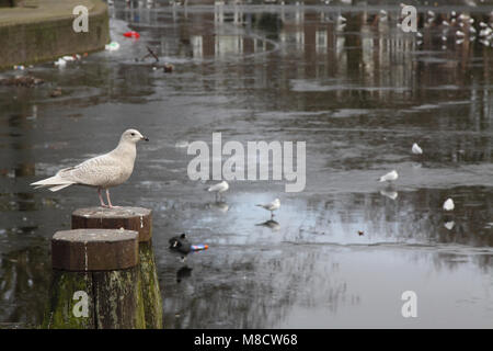 Kleine Burgemeester in Eerste winterkleed in de stad; Island Möwe in erster Winter Gefieder in Stadt Stockfoto