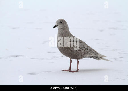 Kleine Burgemeester in Eerste winterkleed in de sneeuw; Island Möwe in erster Winter Gefieder im Schnee Stockfoto