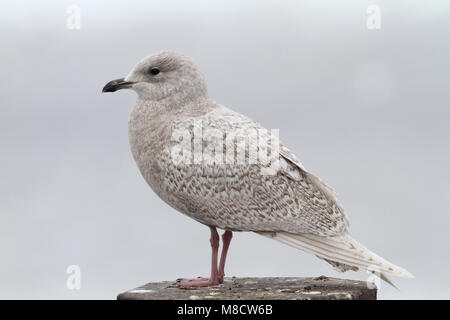 Kleine Burgemeester in Eerste winterkleed; Island Möwe in erster Winter Gefieder Stockfoto