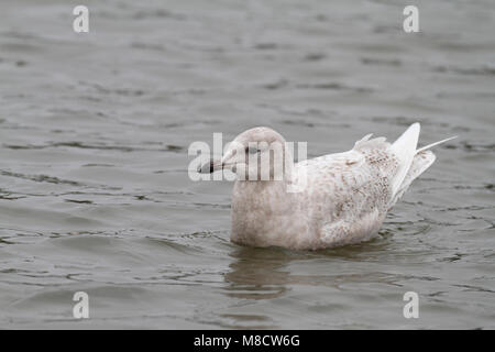 Kleine Burgemeester in Eerste winterkleed; Island Möwe in erster Winter Gefieder Stockfoto