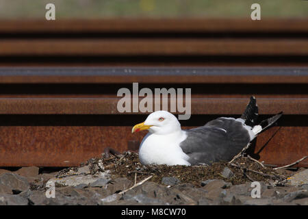 Kleine Mantelmeeuw zittend volwassen op Nest; Heringsmöwe Erwachsenen auf dem Nest gehockt Stockfoto