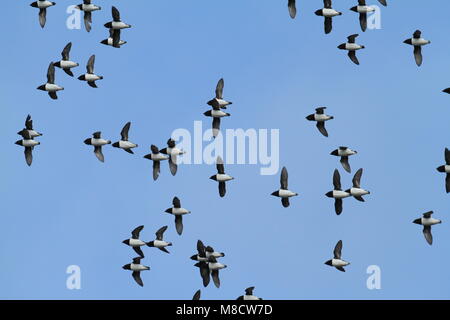 Groep Kleine Alken in de Vlucht; Herde der Kleinen Alken Stockfoto