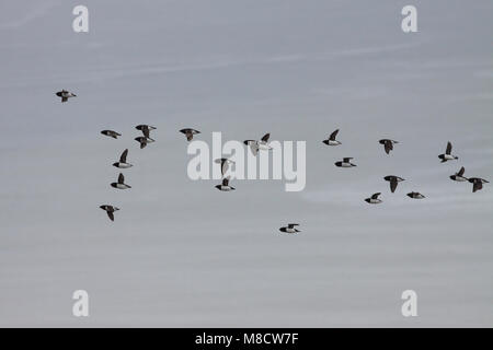 Kleine Alken Alken vliegend; Wenig fliegen Stockfoto